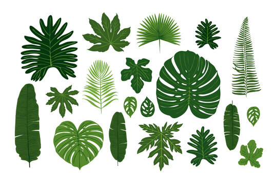 Poster tropical green leaves on a white background. Jungle Exotic plants. Ferns, monstera, palm trees