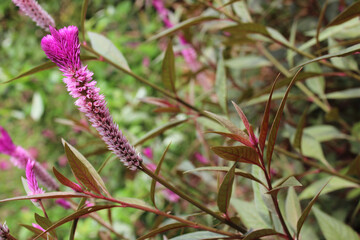 blooming plants in a garden in singapore