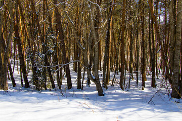 Winter forest landscape and view with snow and sunlight