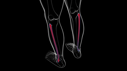 Human skeleton anatomy Fibula Bone 3D Rendering