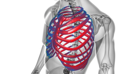 Human skeleton anatomy Rib Cage 3D Rendering © mybox