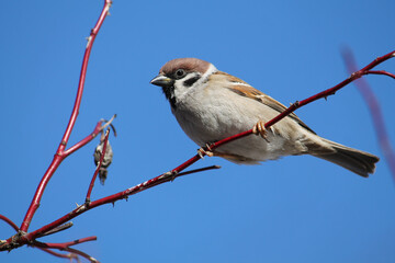 Eurasian tree sparrow (Passer montanus) sitting on dog-rose branch against blue sky, Belarus