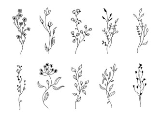 Set of wildflowers. Floral branches.