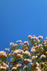 Pastel pink oleander flowers in a garden. Selective focus.