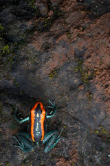 Golfodulcean poison-arrow frog (Phyllobates vittatus) - Osa peninsula, Costa Rica