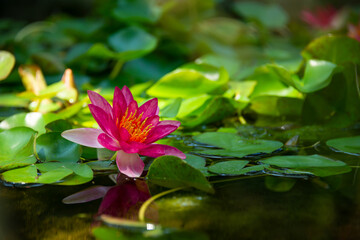 Beautiful pink water lily or lotus flower in pond