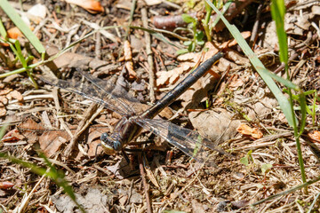 Dusky Clubtail, female
