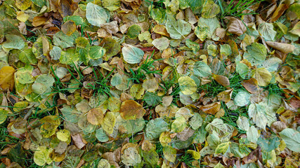 autumn leaves on the ground