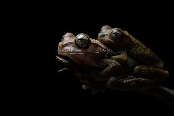Panama cross-banded tree frog (Smilisca sila) in amplexus - Osa peninsula, Costa Rica