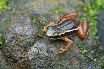 Rainforest Rocket Frog (Silverstoneia flotator), Osa peninsula, Costa Rica