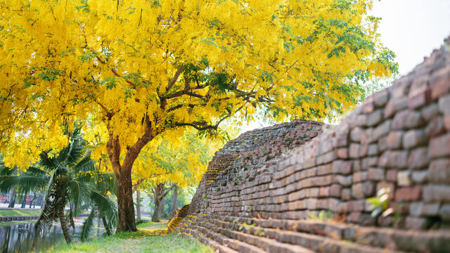 ( Cassia fistula, golden shower tree ) yellow flower blooming on roadside in april around the old wall , Chiang Mai, Thailand