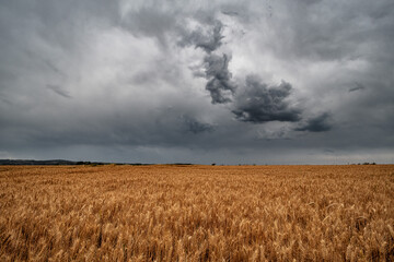 zboże, pola, jura, polska © Tomasz