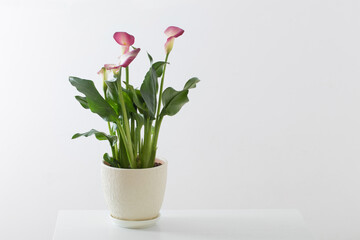 Plakat pink calla lily in flower pot on white background