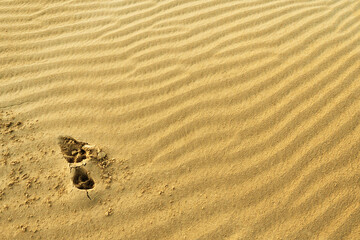 sand texture with predator footprints on a desert dune with patterns in the form of waves created by the wind