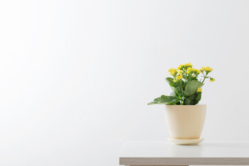 yellow kalanchoe in flower pot on white background