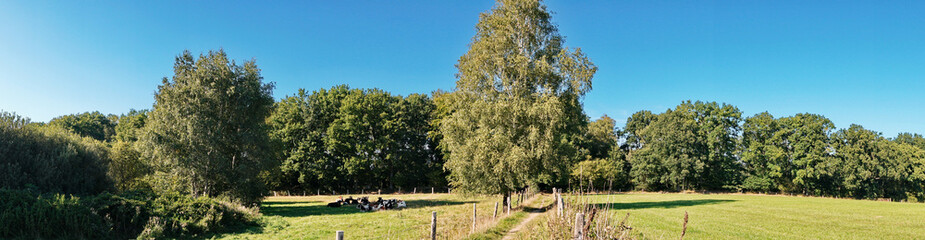 Weide im Sommer am Waldrand - Wiese mit Bäume Panorama