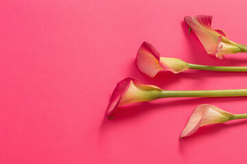 beautiful flowers of calla lily on paper background