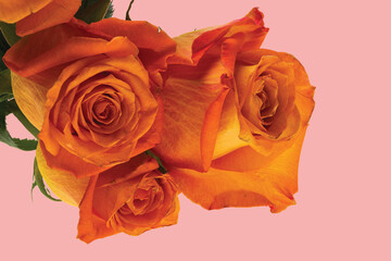 Gorgeous orange roses close up view   isolated on pink background. Valentine day backgrounds. 