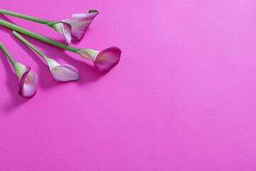 beautiful flowers of calla lily on paper background