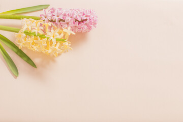 two hyacinths on yellow background