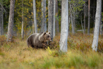 Brown bear in the nature habitat of Finland, finland wildlife, rare encounter, big predator, european wild nature. Beautiful and majestic Brown Bear Ursus arctos in autumn forest of Kuhmo