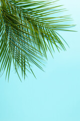 Summer green palms against mint green background. Minimal top view concept. Creative backdrop with negative space.