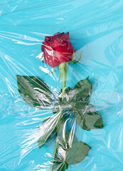 Red rose with green leaves in the plastic bag or plastic foil on blue background. Minimal flat lay concept.