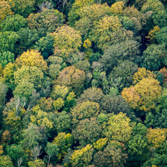 Fototapeta premium vue aérienne de forêt à l'automne à Saint-Germain-sur-Bresles dans la Somme en France