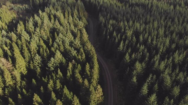 Aerial drone view of path through evergreen trees forest