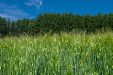 grass and sky
