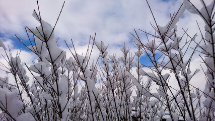 snow covered twigs