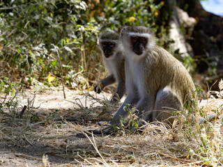 Two Green Monkey, Chlorocebus aethiops, sitting on the ground and watching the surroundings, Botswana