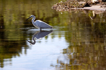 Great White Egret, Egretta alba, standing in water waiting for food, Chobe, Botswana