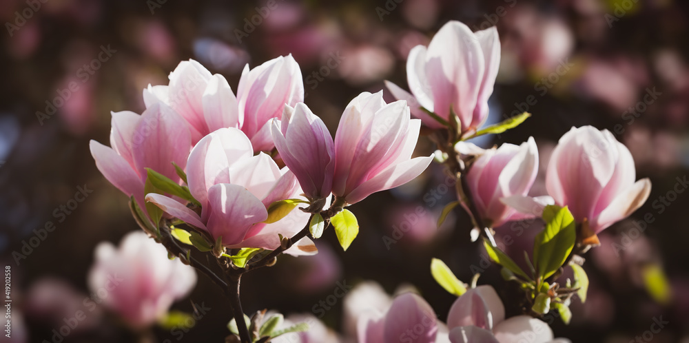 Canvas Prints Magnolia flowers background