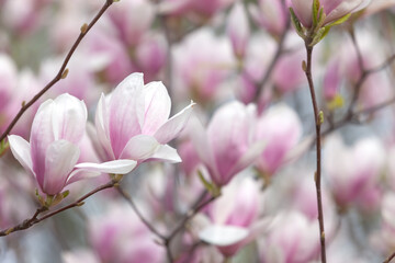 Fototapeta na wymiar Magnolia flowers background