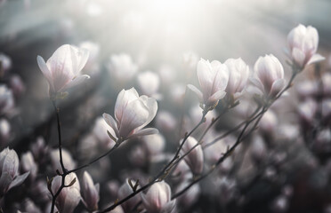 Magnolia flowers background