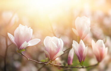 Magnolia flowers background