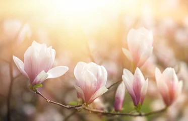 Foto op Canvas Magnolia flowers background © misu