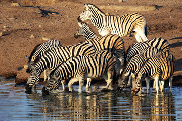 Fototapeta na wymiar A herd of Damara zebra, Equus burchelli antiquorum, at a waterhole silhouette reflected in water. Etosha, Namibia