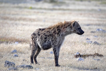 A lone spotted hyena, Crocuta crocuta, goes carefully to the watering hole. Etosha, Namibia