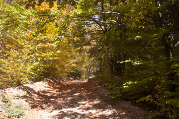 path in autumn forest, entrance to autumn, beautiful carpathian nature