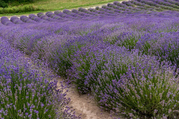 Fototapeta na wymiar lavender field landscape in full summer bloom, banner framing