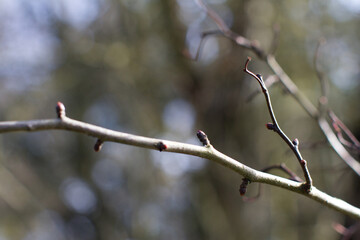 closeup of branch of young buds over backyard blurred background