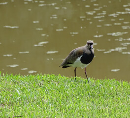 crowned night heron