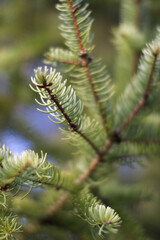 fresh spruce needles close up for symbol of evergreen nature