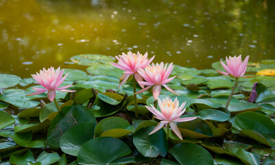 Beautiful pink water lily or lotus flower in pond