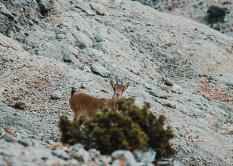 Goat. Animal wildlife in the middle of nature, in the mountains