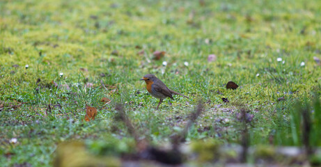 birdwatching from your European backyard: little robin bird for biodiversity