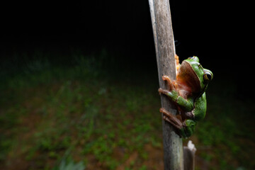 European Treefrog (Hyla arborea) - Rheinland Pfalz, Germany