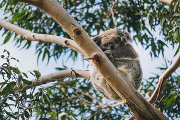 Sleeping koala on a eucalyptus tree at Tower Hill Wildlife Reserve, Victoria, Australia © Cavan